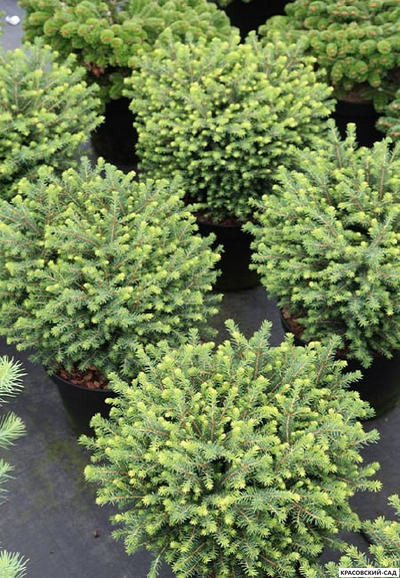 Ель сербская Карел - фото в ладшафте - красовский-сад.рф