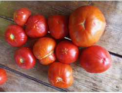 Томат Червен Градински (Cherven Gradinski, Болгария)