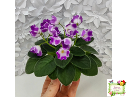 SimSim Magic Bells (Alex Mayer) (лист посажен 07.10.25)