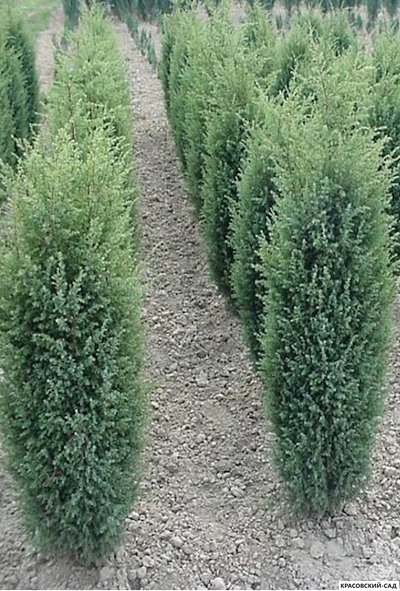 Можжевельник Хиберника - Hibernica