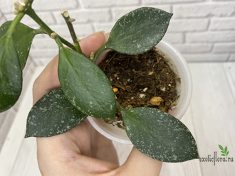 13/12/2024 hoya nabavanensis epc 958