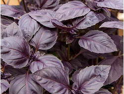 Базилик Ред рубин, 6 шт