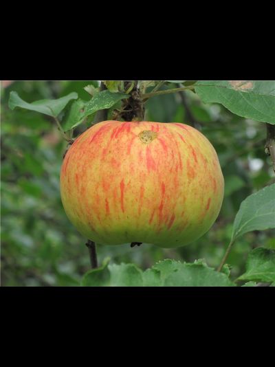 Ароматное (яблоня)