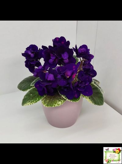 Mac's Smoldering Sapphire (G.McDonald)