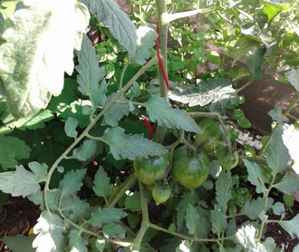 Семена томата Похвала Марины