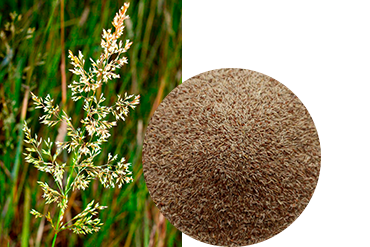 Полевица тонкая, обыкновенная (Agrostis tenuis Sibth.