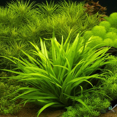 Эхинодорус квадрикостатус (меристемный)