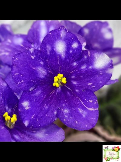 Rivermist Galaxy (J.Baker) (10973) 04/13/2018