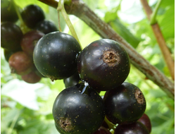 Гулливер (смородина черная)