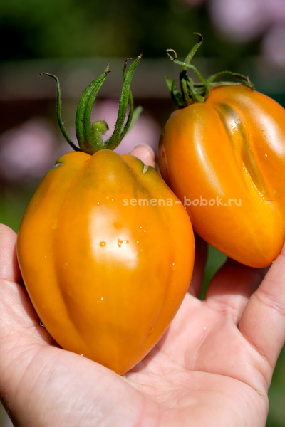 Томат Огненный гребень цвета Охра (Cresta di Fuoco), 10 шт