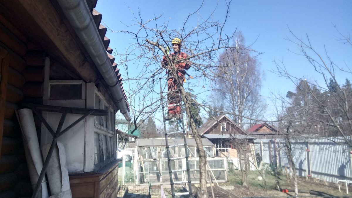 Обрезка яблонь на ул. Гагарина в Луге 