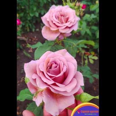 Коко Локо (Koko Loko)