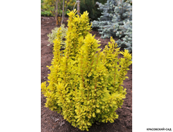 Барбарис Тунберга Maria - фото в ландшафте - красовский-сад.рф