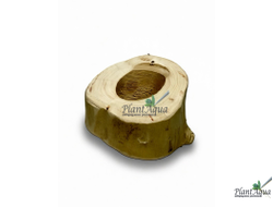 SwetAqua Driftwood Stump M (Hole) - пенек из натурального дерева со сквозным отверстием, 50 мм