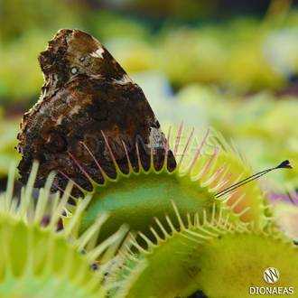 Dionaea muscipula Giant rosetted