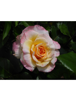 Акварель (Aquarell) роза