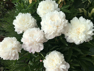 Пион Эльза Сасс (Elsa Sass)