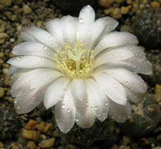 Gymnocalycium bruchii ssp.melojeri VG-272 (D=18-20мм)