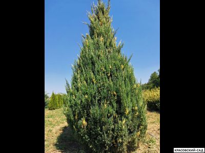 Можжевельник Вариегата - Variegata