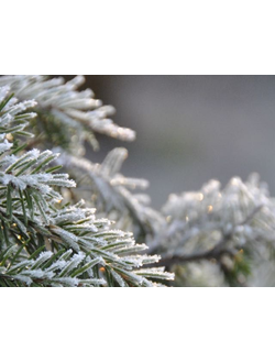 Chrismas tree PERFUME OIL (CND) / Рождественская ель ПАРФЮМЕРНЫЙ КОНЦЕНТРАТ