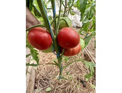 Томат София Бордо (Sofia Bordo)