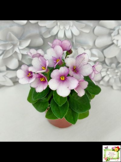 ЛЕ-Колибри (Е. Лебецкая) (3 листа посажены в 1 стак. 20.10.25)