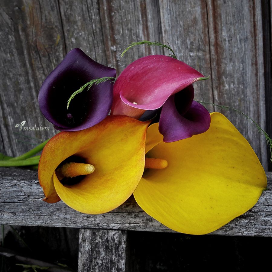 Calla Lily 'Best Gold'