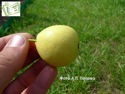 Скороспелка из Мичуринска (груша), 2года, ЗКС