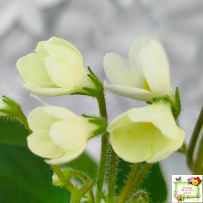 Chantaspring (R. Р. Hair) 1996 г. трейлер