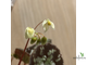 Бегония Variabilis