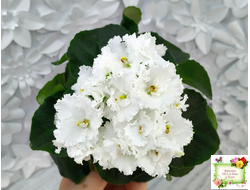 ML-Облако в Горах (Miniviolets Lux) 2022 г. (стартер)