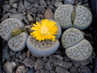 Lithops schwantesii v.urikosensis (syn.kunjasensis) C186 - 10 семян