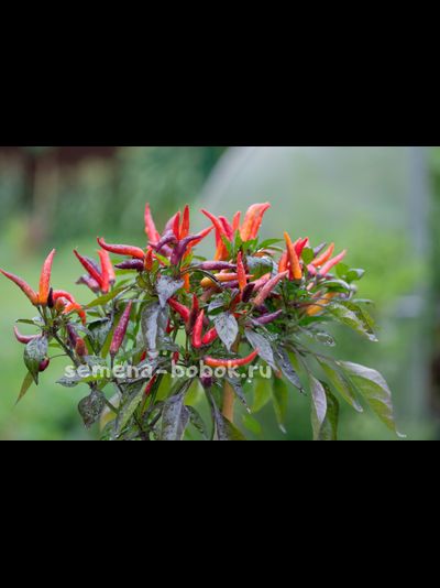 Перец Острый  Maya Black Blood, 10 шт