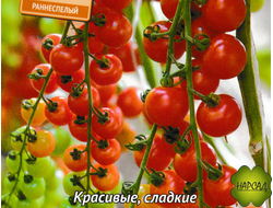 Томат "Терек" (высокорослый, сладкий как карамелька)