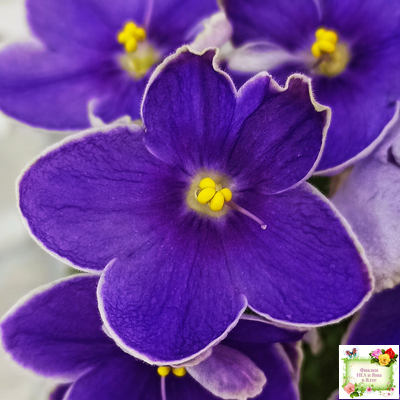 АВ-Контрольный Выстрел (Фиалковод) 2020 г. (пестролистный гёрл)