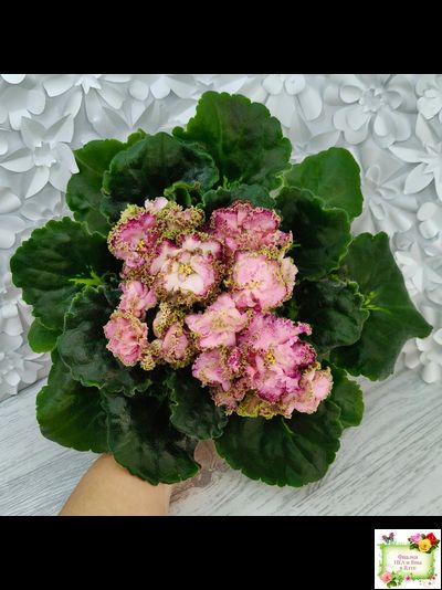 ЛЕ-Медуница (Е. Лебецкая) 2020 г.