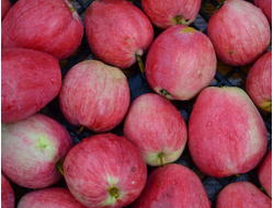 Летнее полосатое (яблоня)