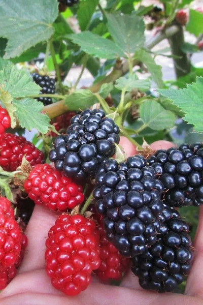 Ежевика  Лох Несс