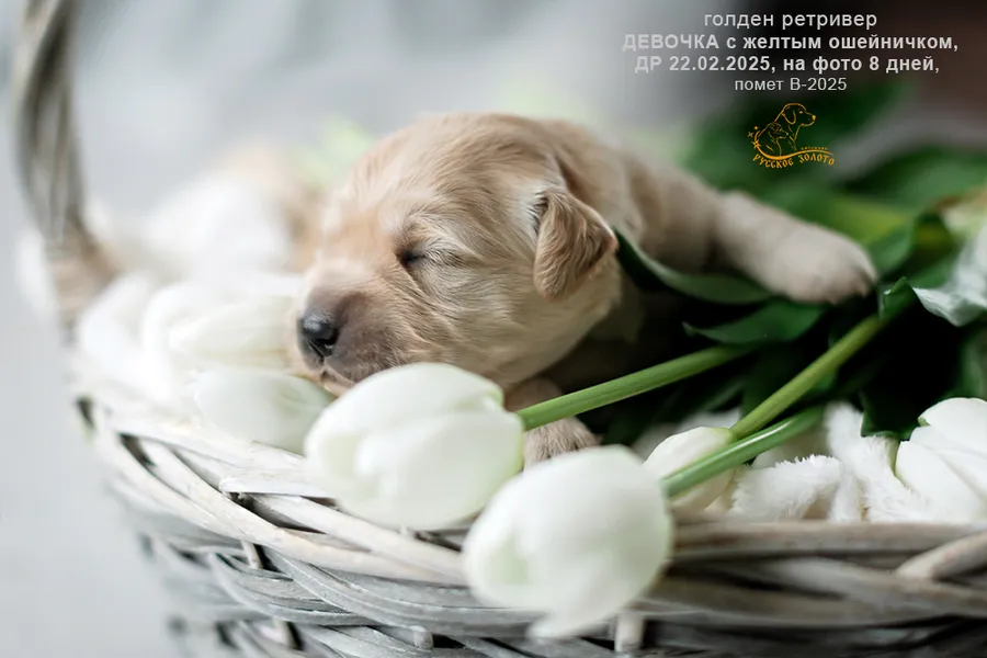 Девочка с ЖЕЛТЫМ ошейничком, 8 дней