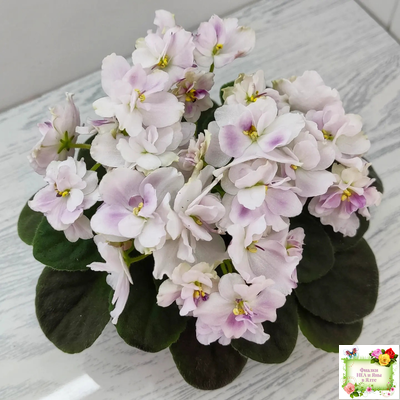 Mac's Southern Springtime (G.McDonald) (лист посажен 29.01.26)