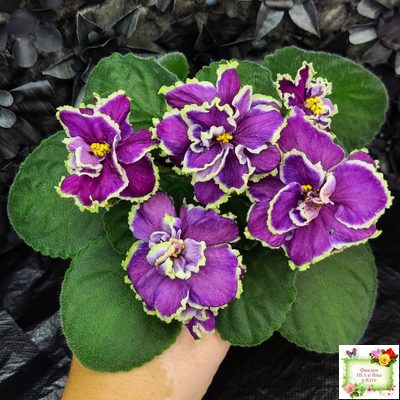 ВаТ-Классический Вкус (Т. Валькова) 2019 г.