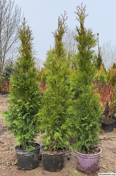 Туя Смарагд - Smaragd 150 см