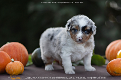 щенок миниаусси - девочка с КРАСНЫМ ошейничком Д-2025, окрас голубой мерль, на фото 25 дней