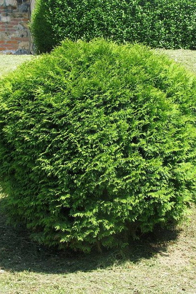Туя западная Danica