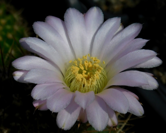 Acanthocalycium violaceum P 110a - 5 семян