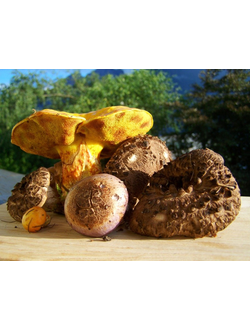 Грибная аптека