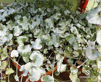 Dichondra Argentea Silver Falls, Дихондра серебряный водопад, ампельное ...