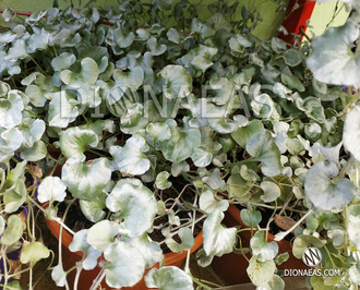 Dichondra Argentea Silver Falls