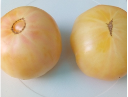 Томат Белый томесол (White Tomasol)