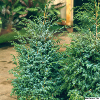 Можжевельник Блю Альпс - Blue Alps